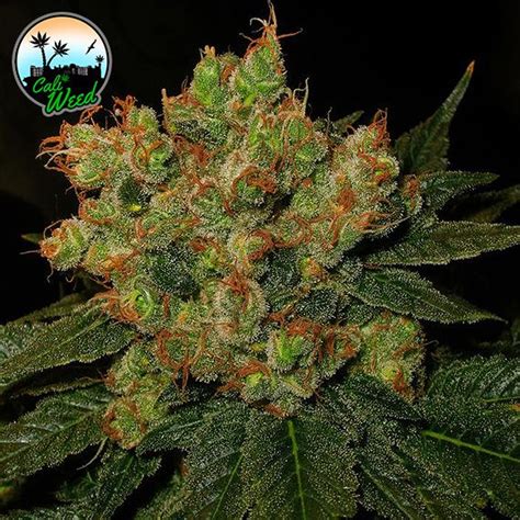 strawberry gelato strain thc level|Strawberry Gelato Marijuana Strain